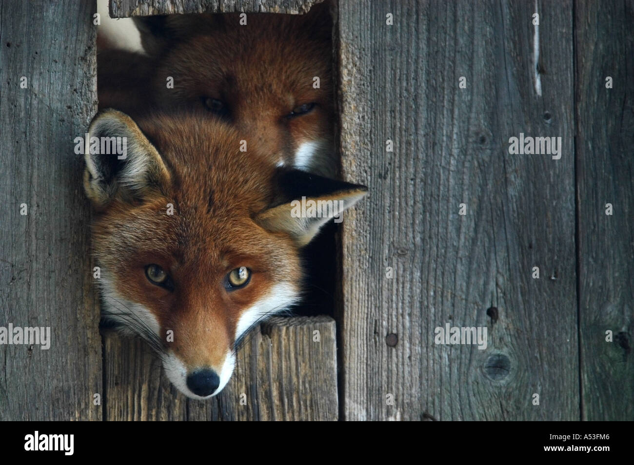 Zwei rote Füchse (Vulpes Vulpes) aus ihrem Haus suchen Stockfoto
