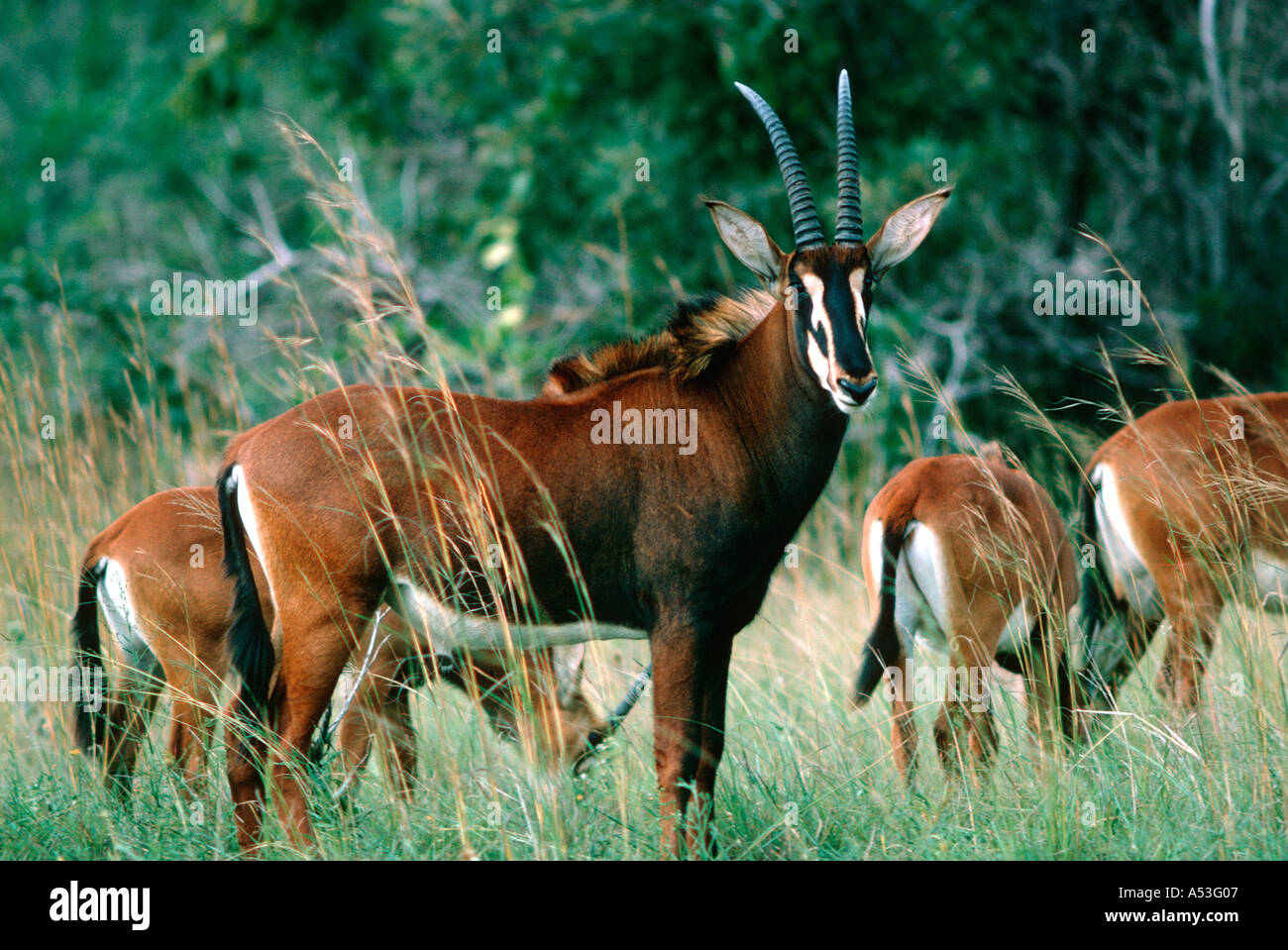 SABLE ANTILOPE HIPPOTRAGUS NIGER SHIMBA HILLS NATIONAL PARK IN DER NÄHE VON MOMBASA KENIA Stockfoto