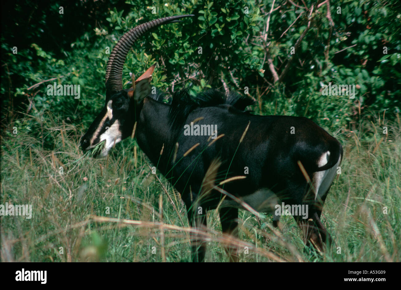 SABLE ANTILOPE HIPPOTRAGUS NIGER SHIMBA HILLS NATIONAL PARK IN DER NÄHE VON MOMBASA KENIA Stockfoto