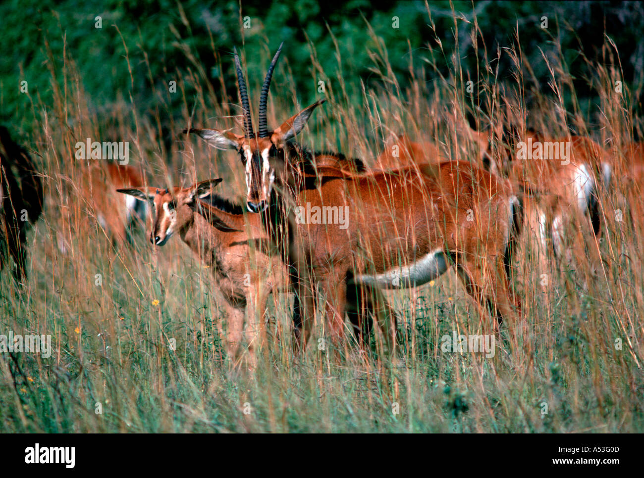 Rappenantilope und Kalb Shimba Hills, Kenia Stockfoto
