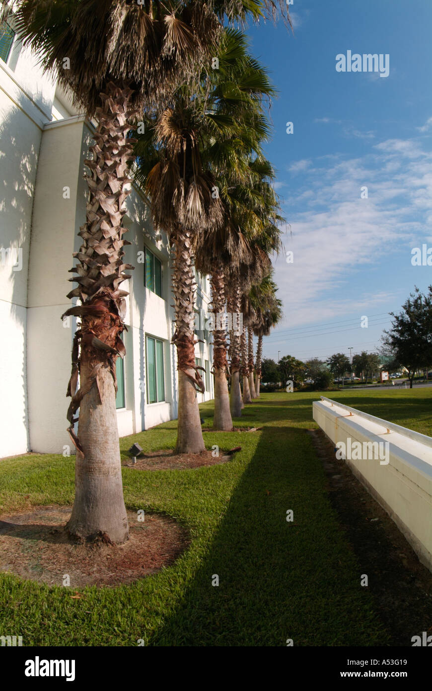 Palmen in Landschaft Stadt von Port Saint Lucie Rathaus St. Lucie County Florida St Stockfoto