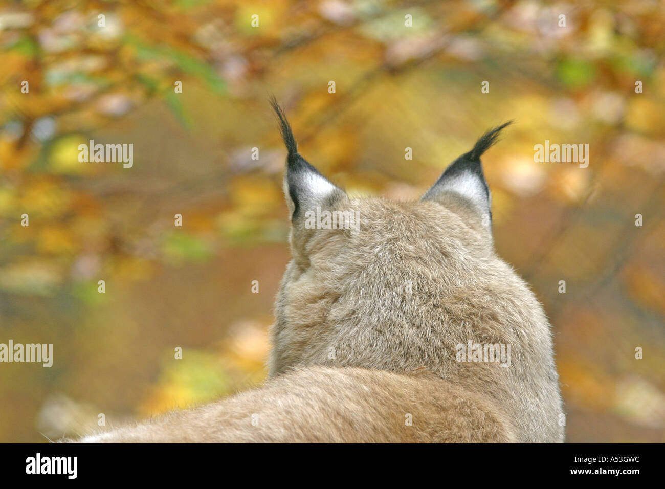 Rückseite eines Luchses (Lynx Lynx) mit Autunmal farbige Blätter im Hintergrund Stockfoto