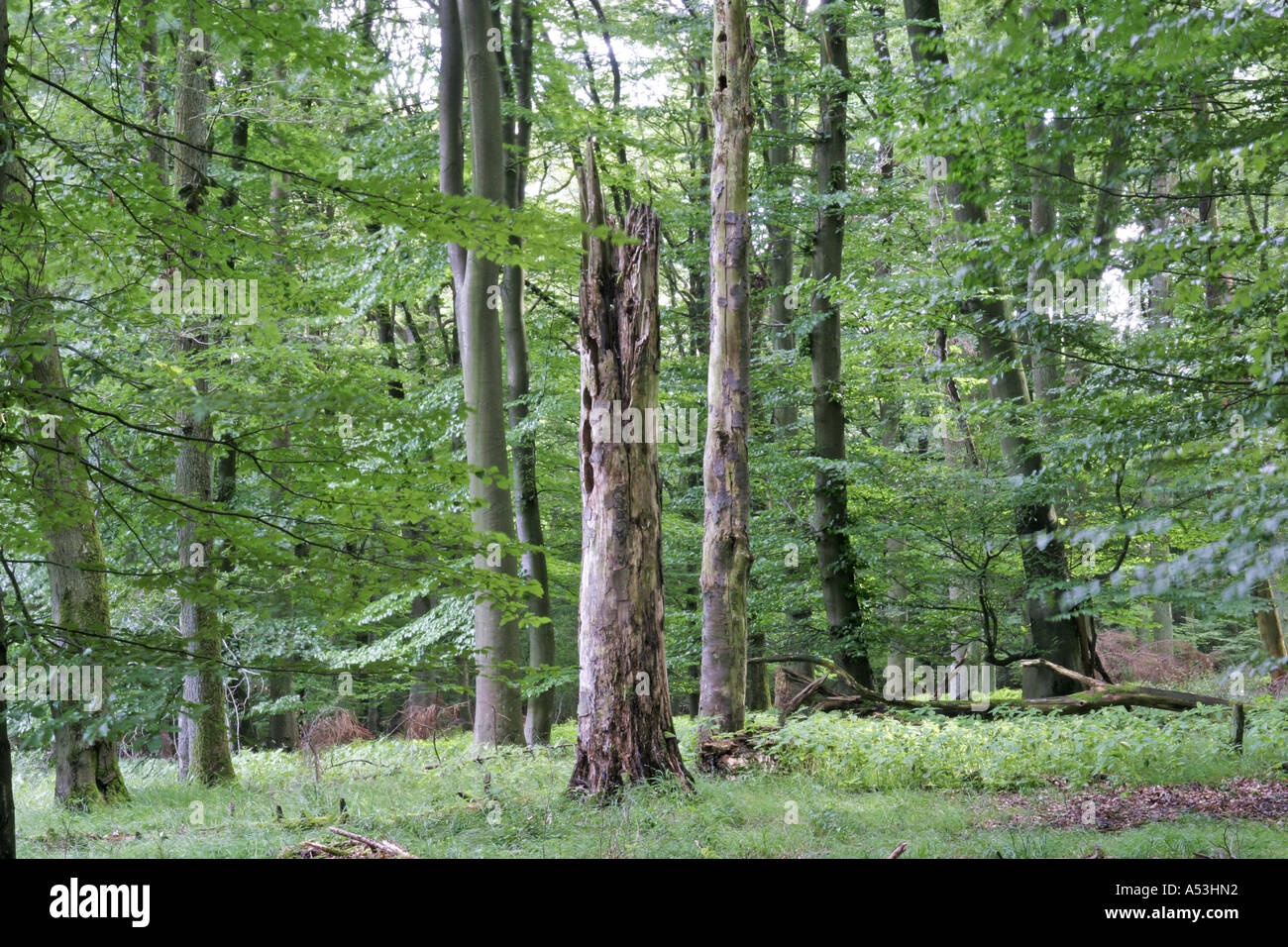 Buchenwald mit toten Bäumen als wichtiger Lebensraum für viele verschiedene Tiere Stockfoto