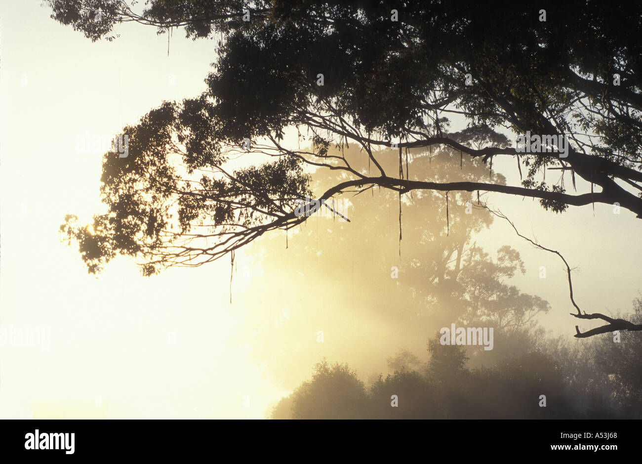 Australien-New South Wales-Pappel Bäume im Herbst Farbe durch einen weißen Eukalyptusbaum in der Nähe der Stadt Bombala Stockfoto