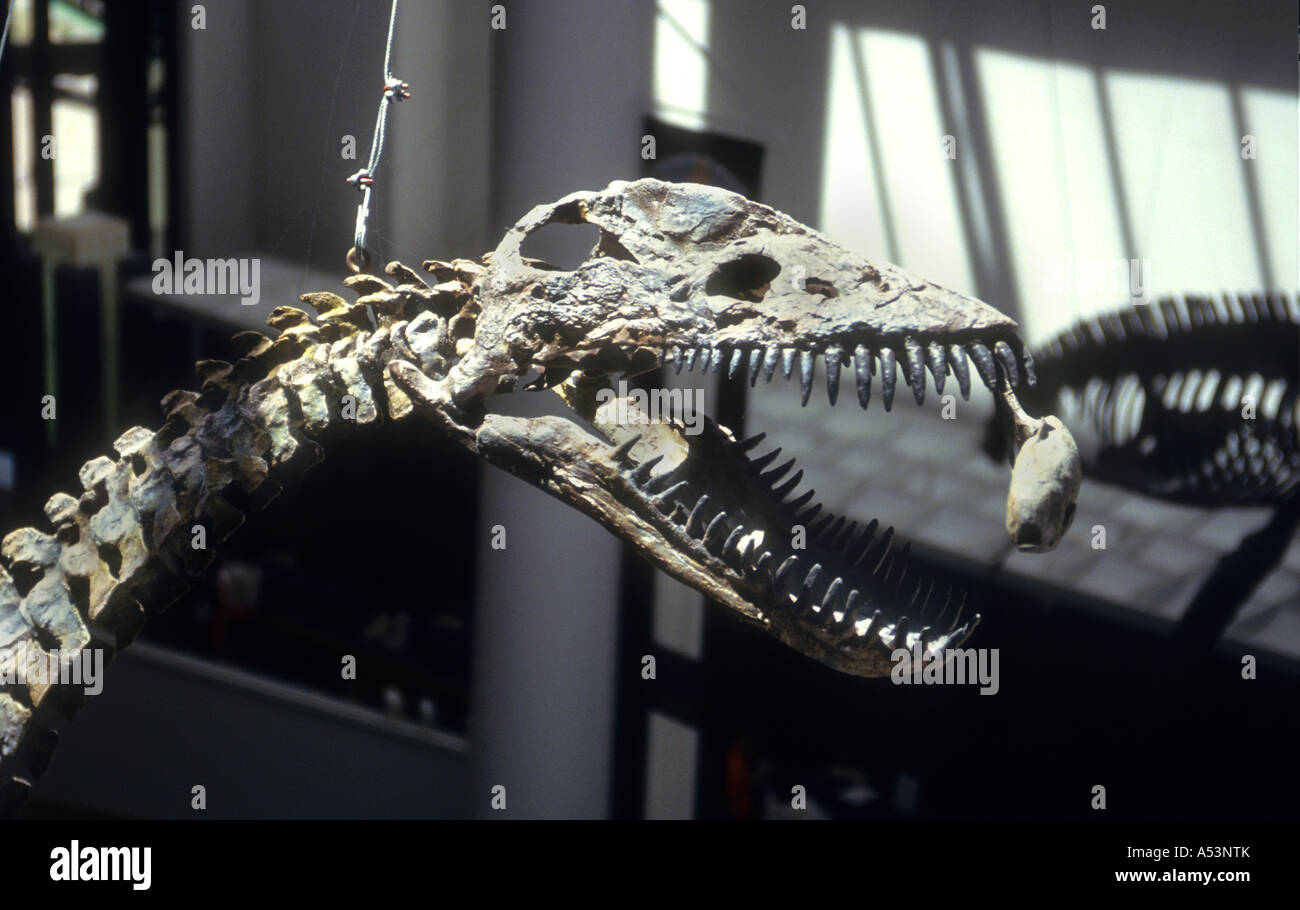 Versteinerten Modell eines Plesiosaurus Dinosauriers, fangen ein Fish.Hanging vom Dach des Natural History Museum in Denver. Stockfoto