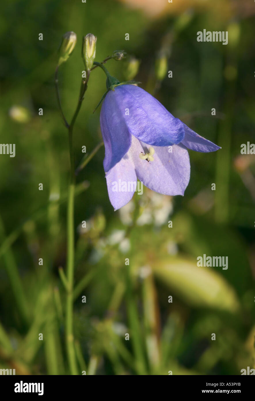 Nahaufnahme der Glockenblume kleine britische wilde Blume geschossen in natürlicher Umgebung Stockfoto