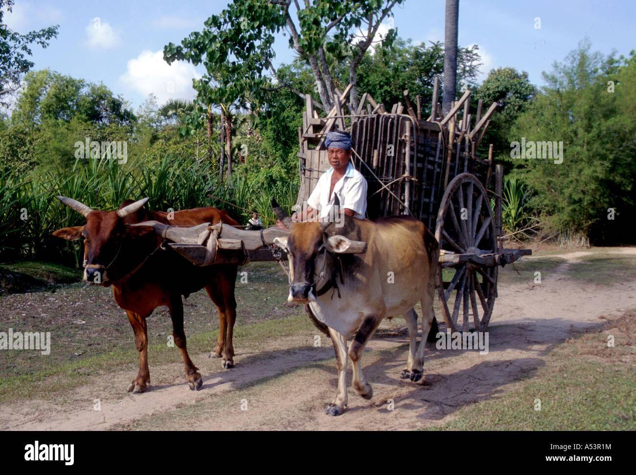 Painet ha1745 3511 Transport Bullock Warenkorb Svay Rieng Kambodscha Land Entwicklungsland, was weniger ökonomisch entwickelt Stockfoto