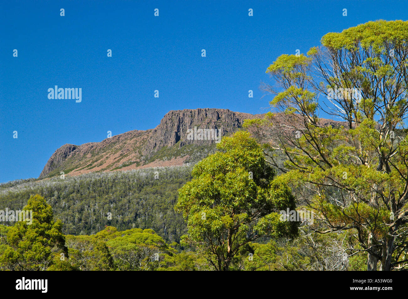 Mt Olympus aus Narzissen Plains auf Overland Track in Cradle Mountain Lake St. Clair Nationalpark Tasmanien Australien gesehen Stockfoto