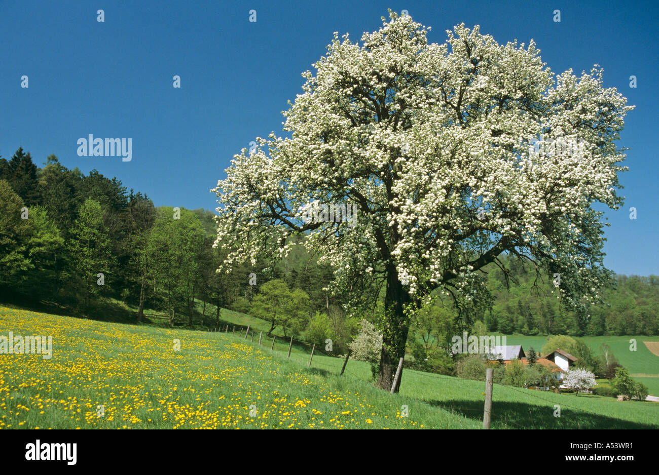 Blühende Obstbäume in der Nähe von Weißenbach Triesting Tal Niederösterreich Stockfoto