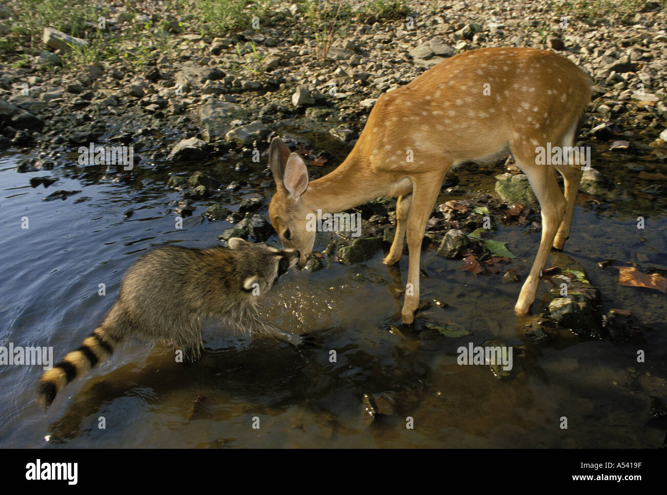 Autsch: Raccoon (Procyon Lotor) Creek beißt weiß - angebundene Rotwild Rehkitz auf der Nase (2. Reihe), Missouri USA Stockfoto
