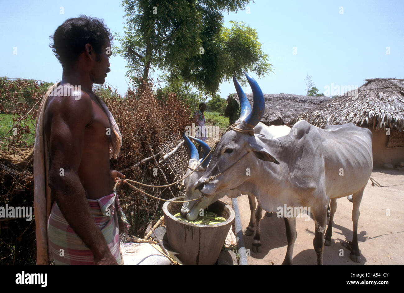 Painet ha2446 5277 Indien Landwirtschaft Mann Fütterung Rinder Sukkavalevalasu Tamil Nadu Land entwickeln Nation wirtschaftlich Stockfoto