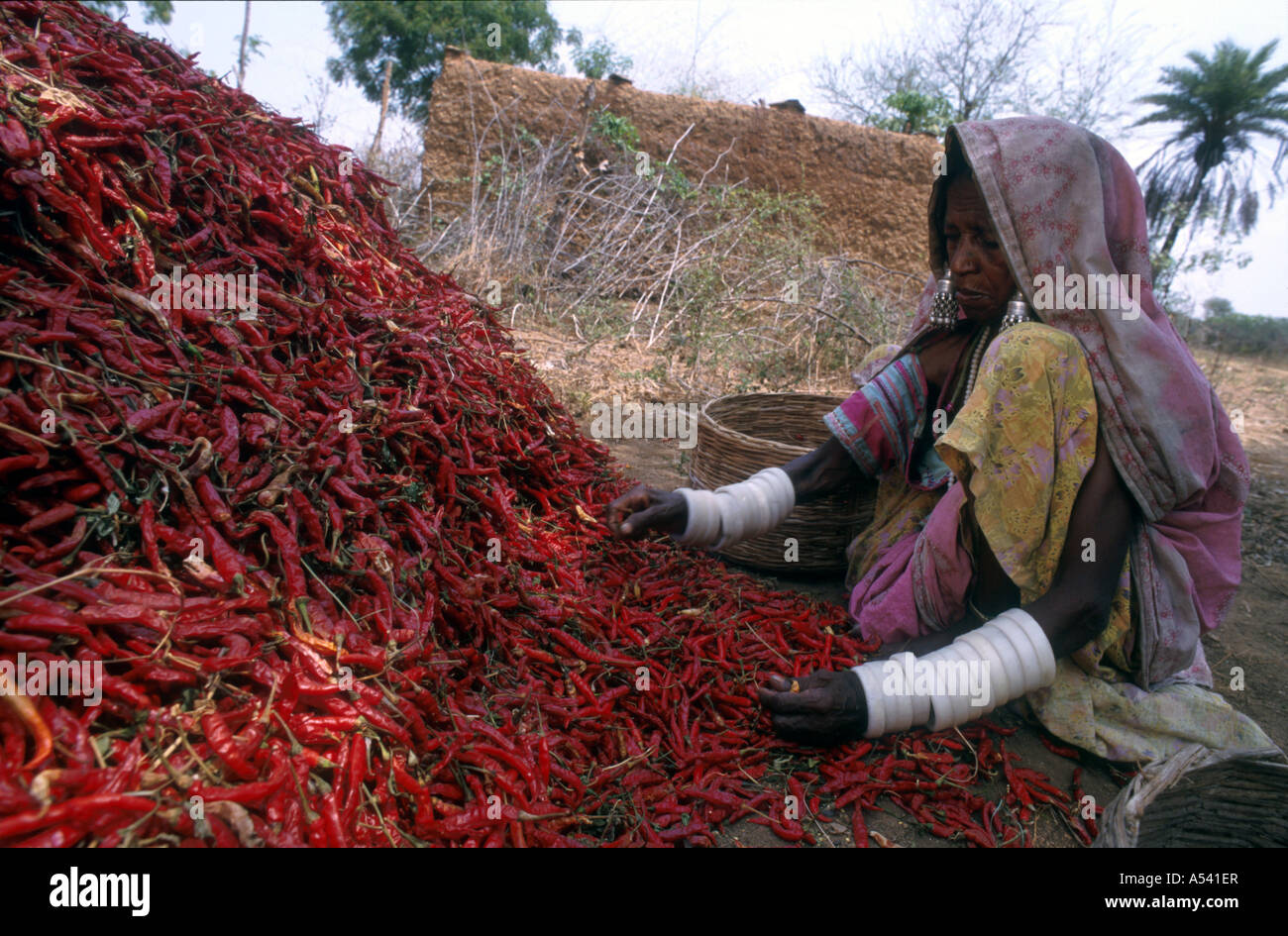 Painet ha2449 5279 Frau Indien Landwirtschaft Stammes-Lambada Sortierung Chilischoten Andhra Pradesh Land Entwicklungsland Stockfoto