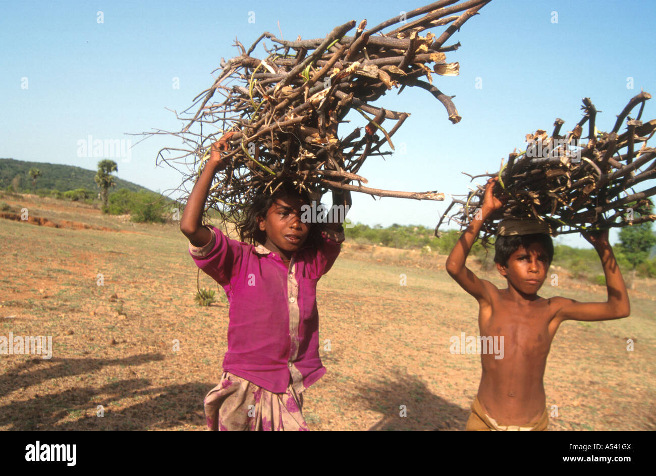 Painet ha2454 5286 Indien Umwelt Kinder, die Brennholz Mattappatty Dorf Tamil Nadu Land Entwicklungsland Stockfoto
