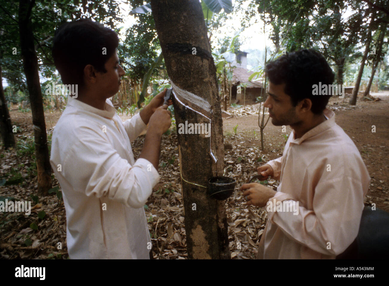 Painet ha2579 5423 Indien Bauernland Ernte Gummibaum Kerala Entwicklungsland wirtschaftlich entwickelten Kultur Stockfoto
