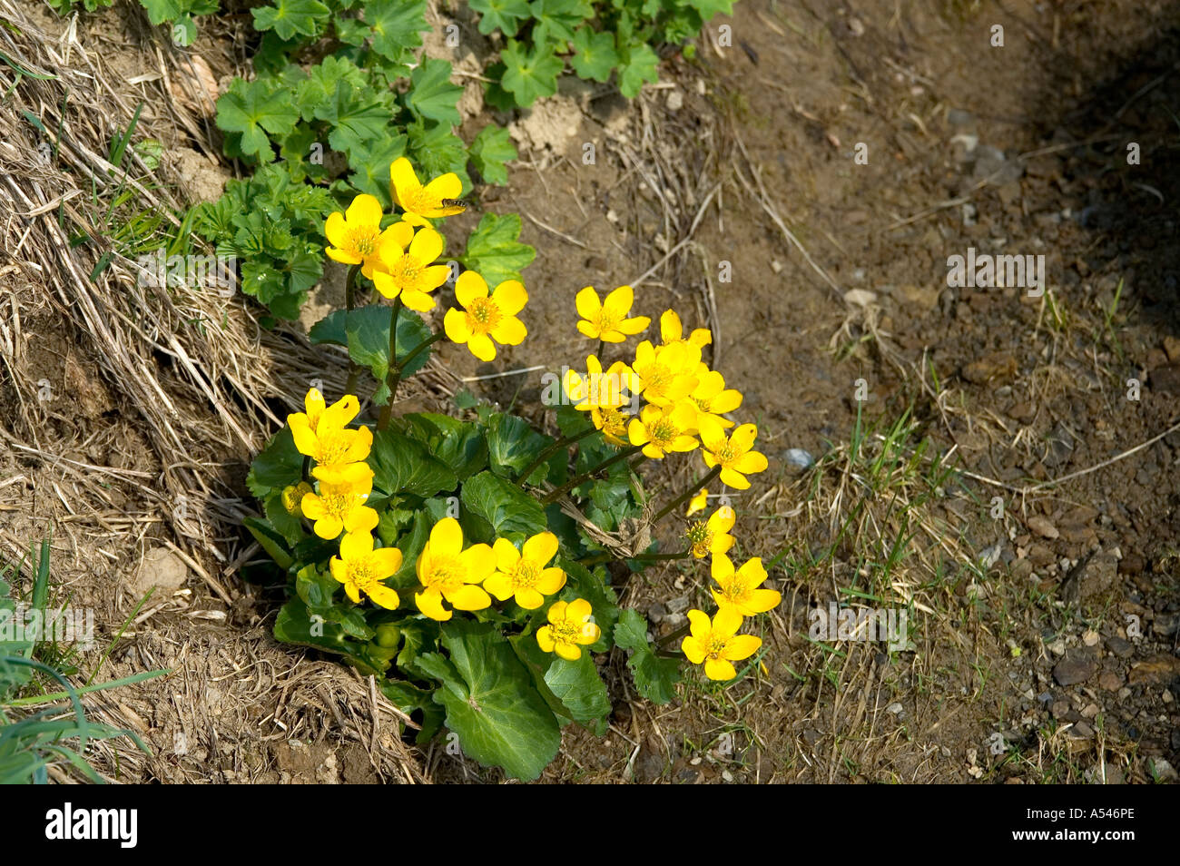 Gelbe Marsh Marigold Caltha palustris Stockfoto