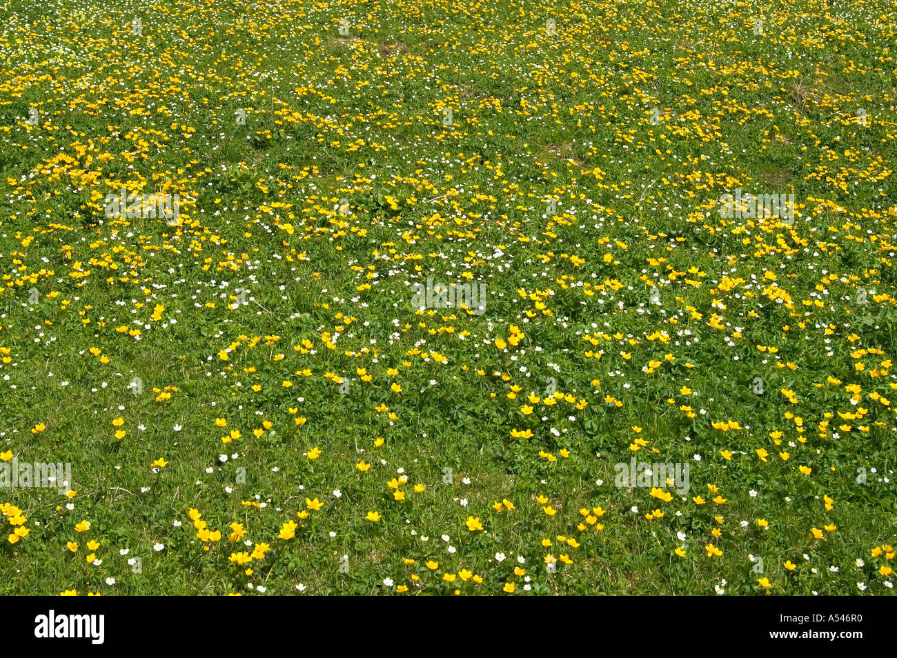 Wiese von gelben Marsh Marigold Caltha Palustris) Stockfoto