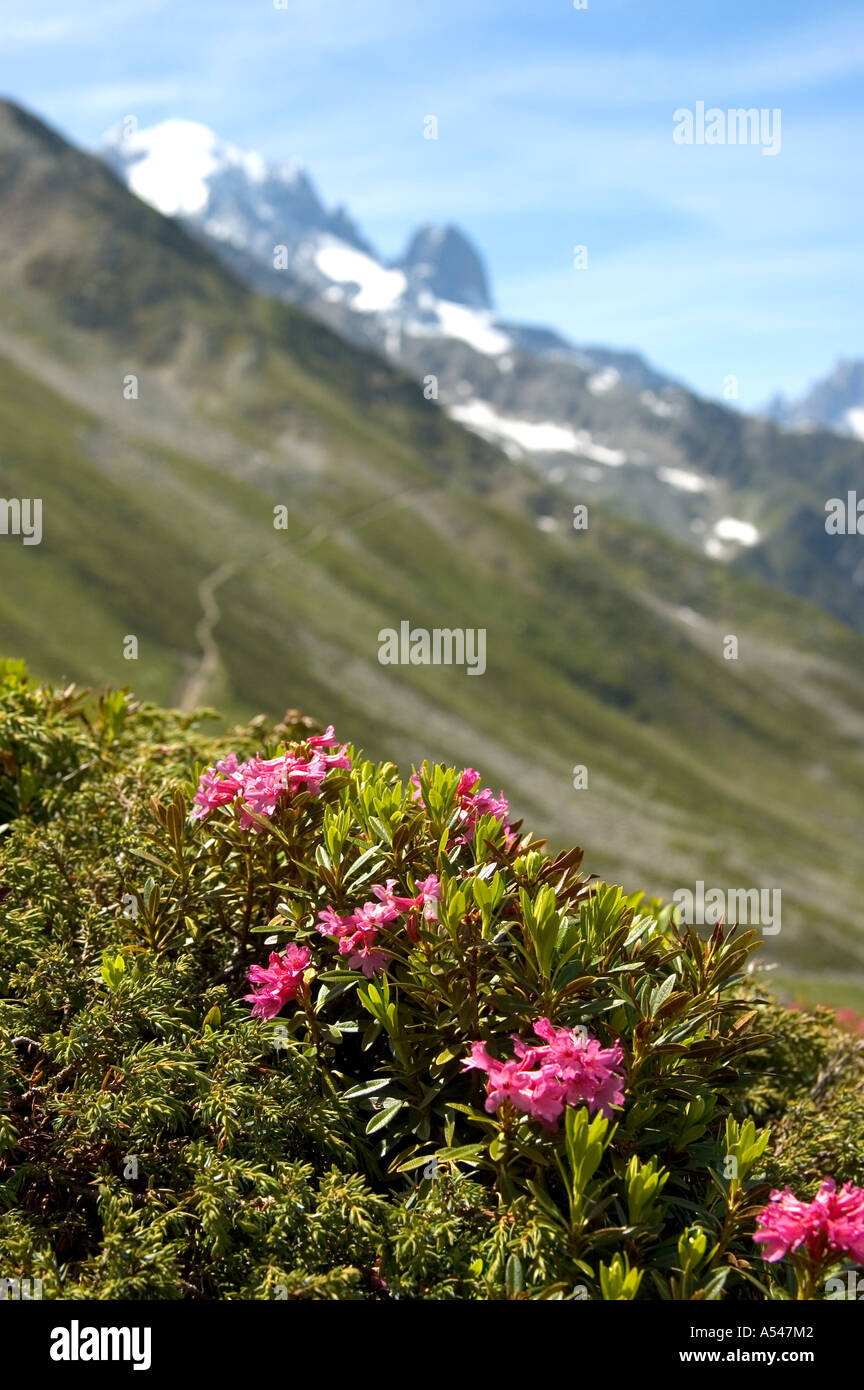 Alpine Rose Rhododendron Ferrugineum Chamonix Frankreich Stockfoto