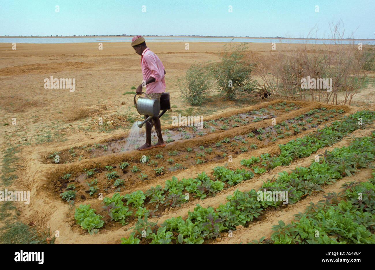 Painet hn1712 3099 Mali Bewässerung Garten Fluss Niger Flut Flugzeug Segou Land entwickeln Nation wirtschaftlich weniger entwickelte Stockfoto