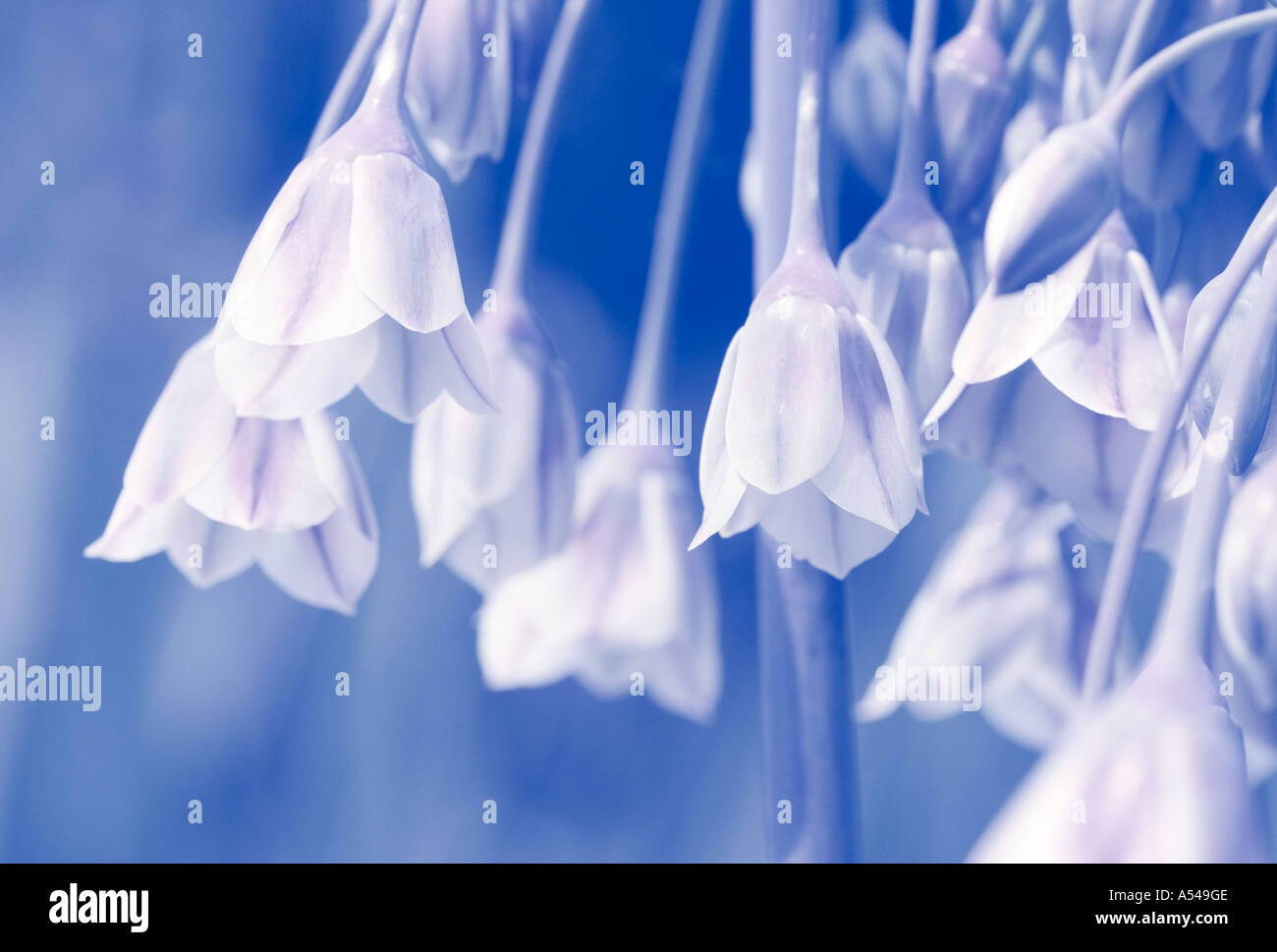 Ein Schuss von ornamentalen Allium Blumen. Stockfoto