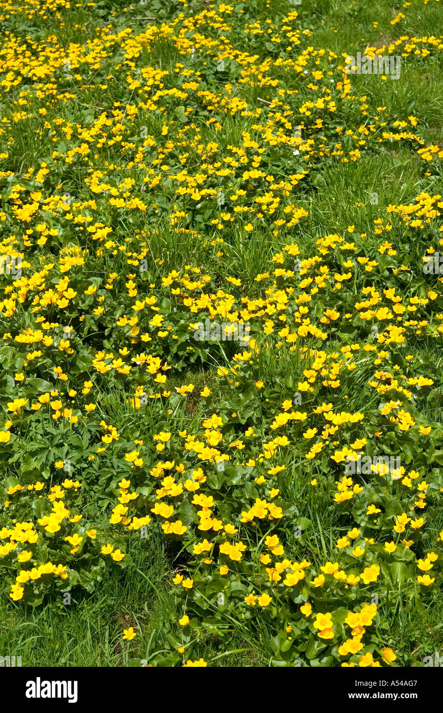Gelbe Marsh Marigold Caltha palustris Stockfoto
