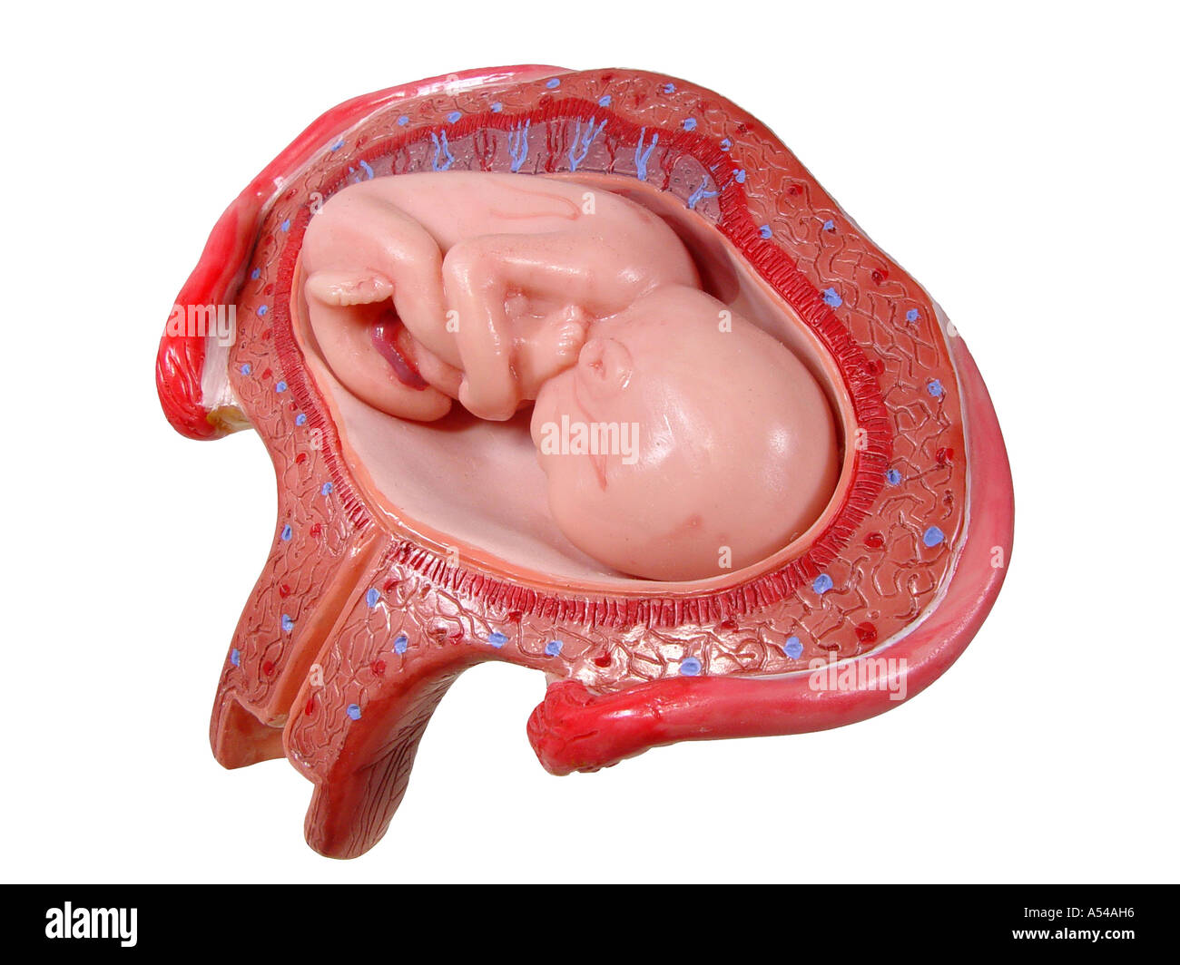 Anatomymodel Fötus (Embryo im vierten Monat) Stockfoto
