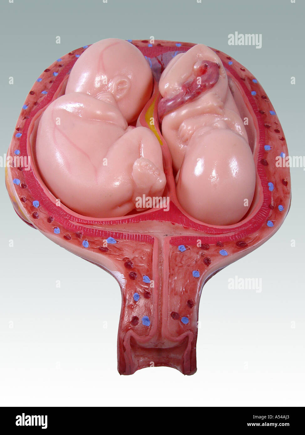 Anatomymodel Zwillinge (Embryo im fünften Monat) Stockfoto