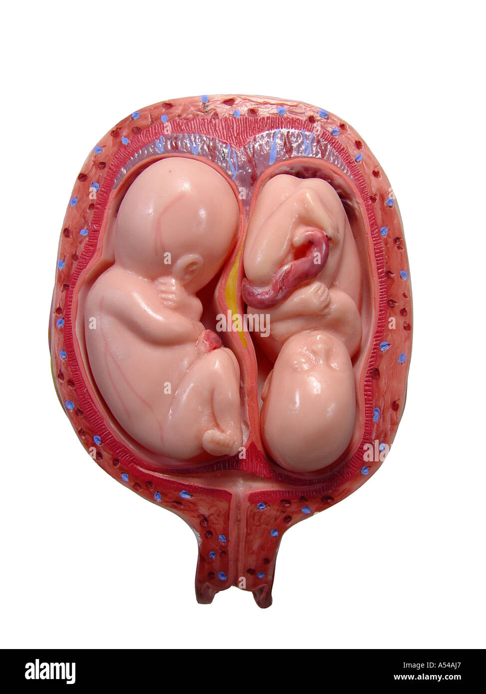 Zwillinge embryo -Fotos und -Bildmaterial in hoher Auflsung  Alamy