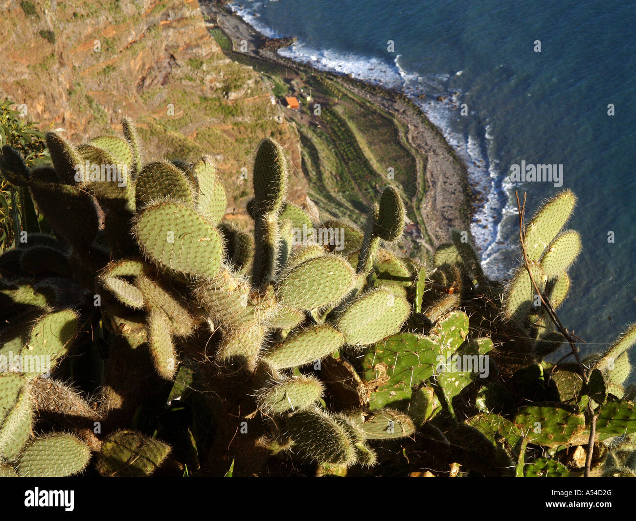 Steilküste Cabo Girao, Pflanzen von Madeira Stockfoto
