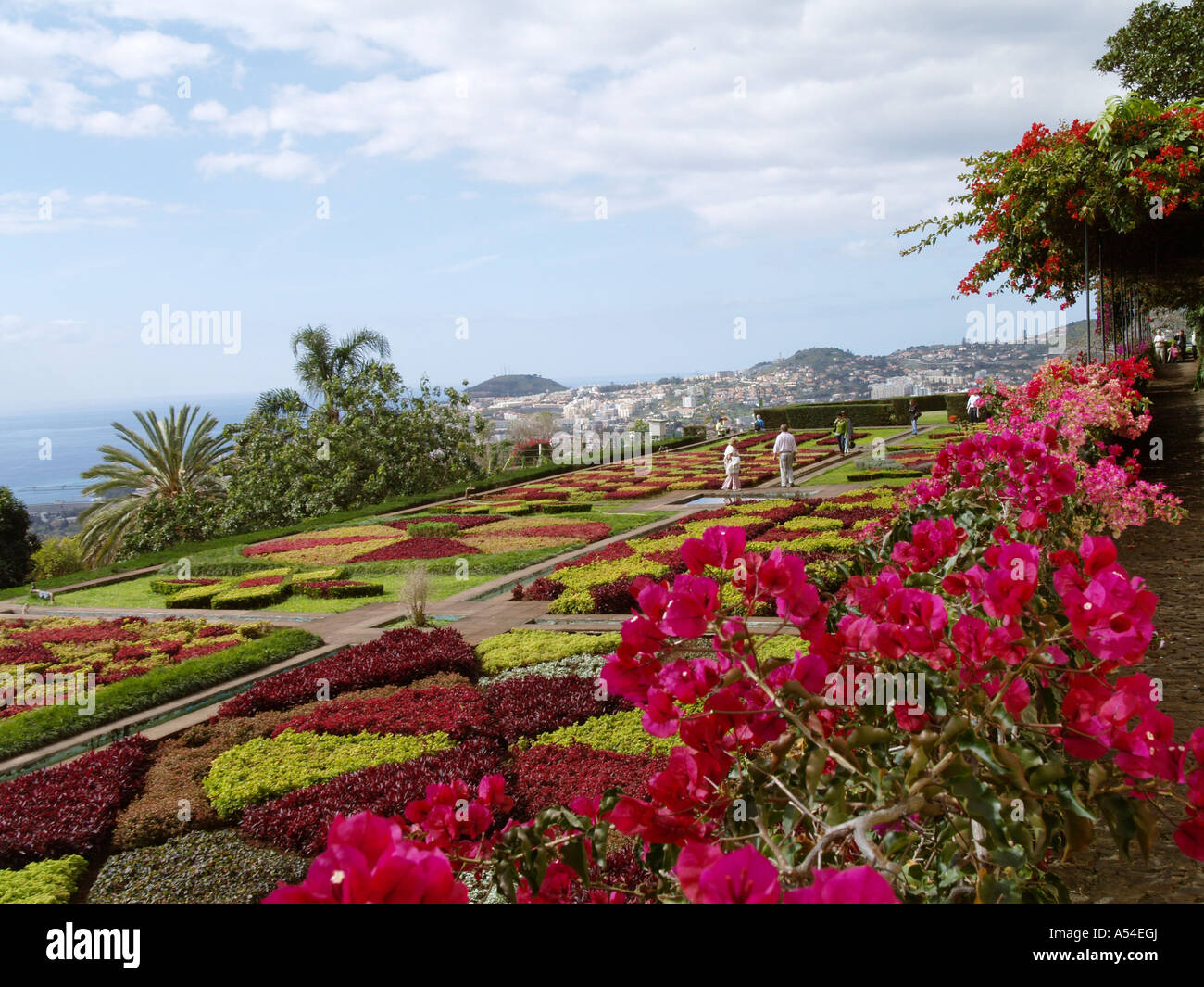 Botanischer Garten, Bougainvillea, Blütenpracht Madeiras Stockfoto