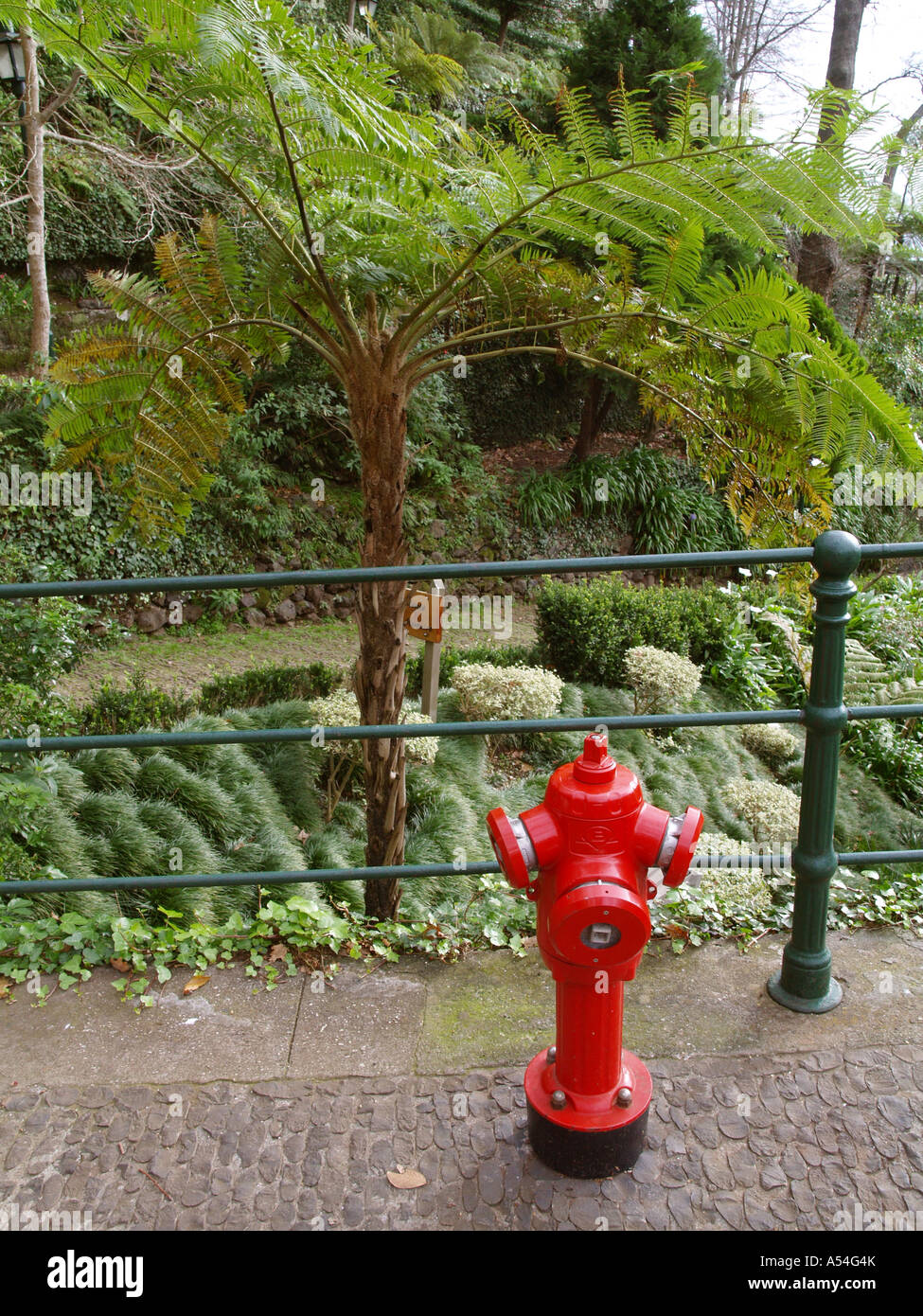 Hydrant, Baumfarn, Pflanzen von Madeira Stockfoto