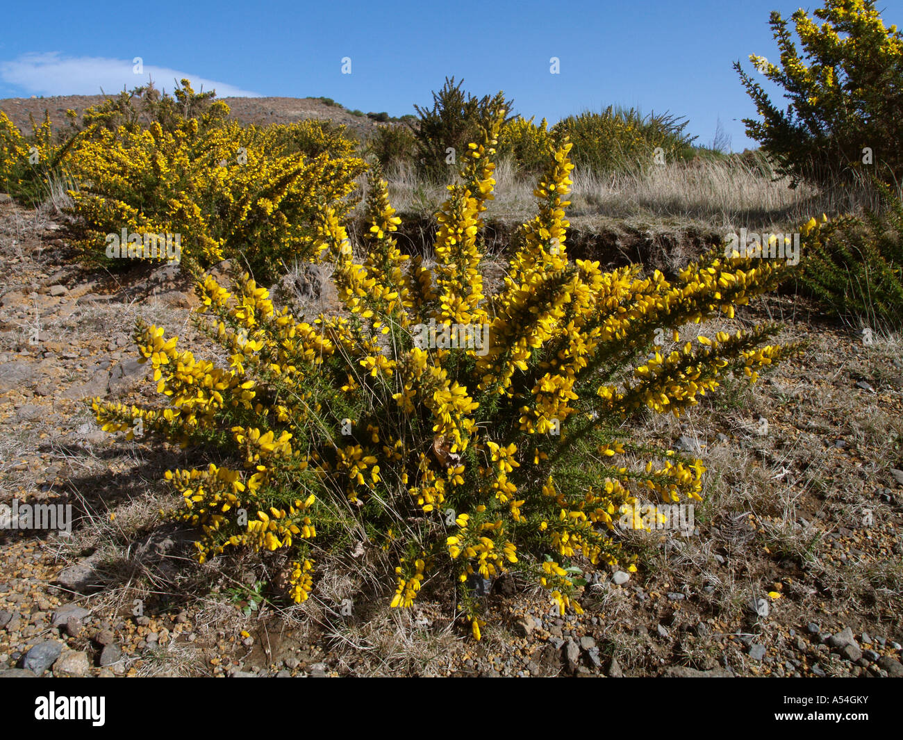 Europäische Gorse, Ulex Europaeus, Pflanzen auf Madeira Stockfoto