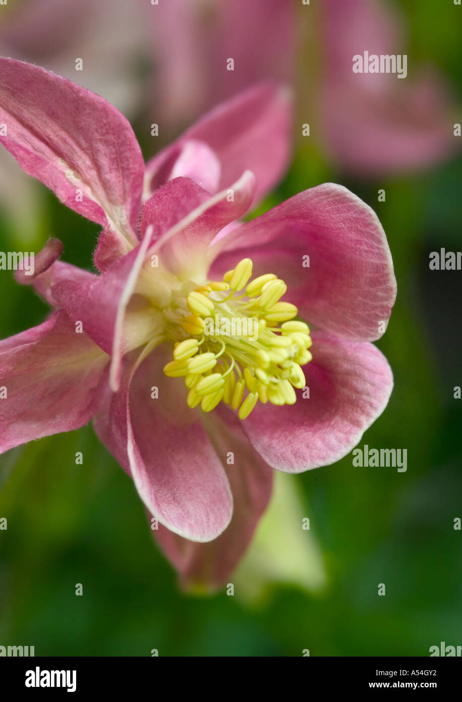 Eine Nahaufnahme einer Aquilegia Blume, auch bekannt als "Omas Motorhaube" Stockfoto