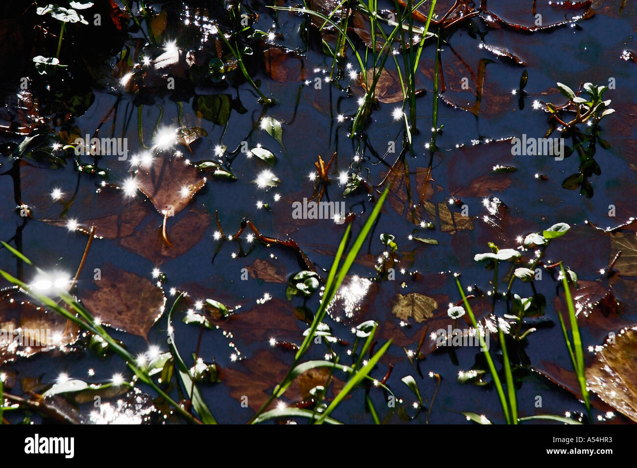 Körper von Wasser Mit Laub Starnberger See Bayern Deutschland Stockfoto
