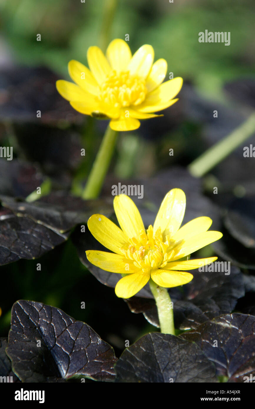 Ranunculus ficaria bronze hussy -Fotos und -Bildmaterial in hoher ...