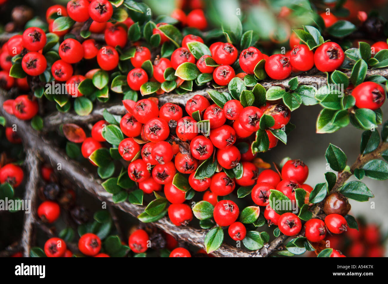 Close up cotoneaster horizontalis Fotos und Bildmaterial in hoher