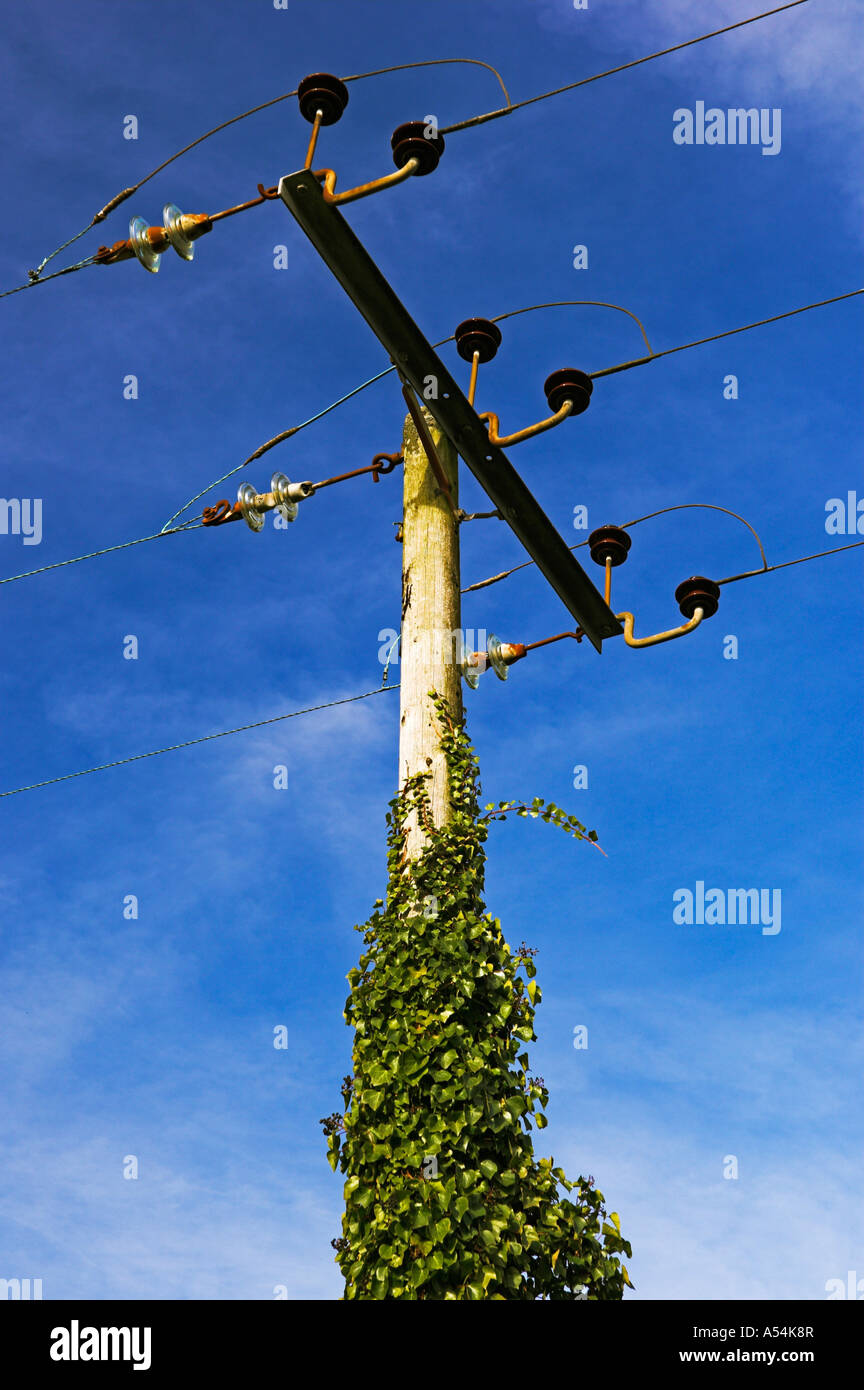 3-Phasen Strom Stromleitungen auf Efeu bedeckt hölzerne Querstange England Stockfoto