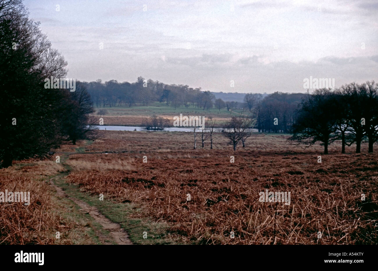 Winter Landschaft, Richmond Park, London Stockfoto