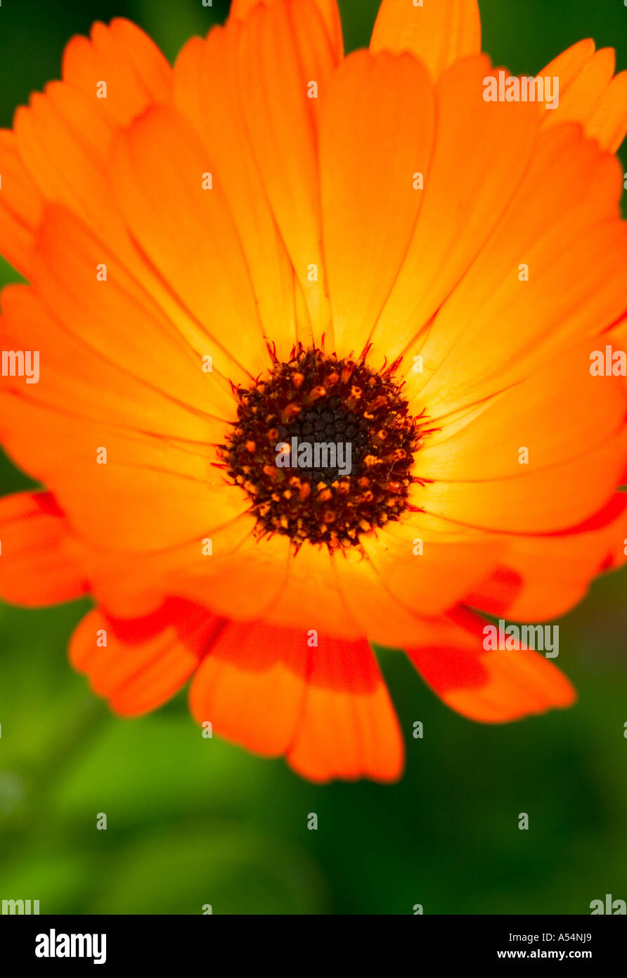 Eine Nahaufnahme einer Ringelblume-Blume Stockfoto