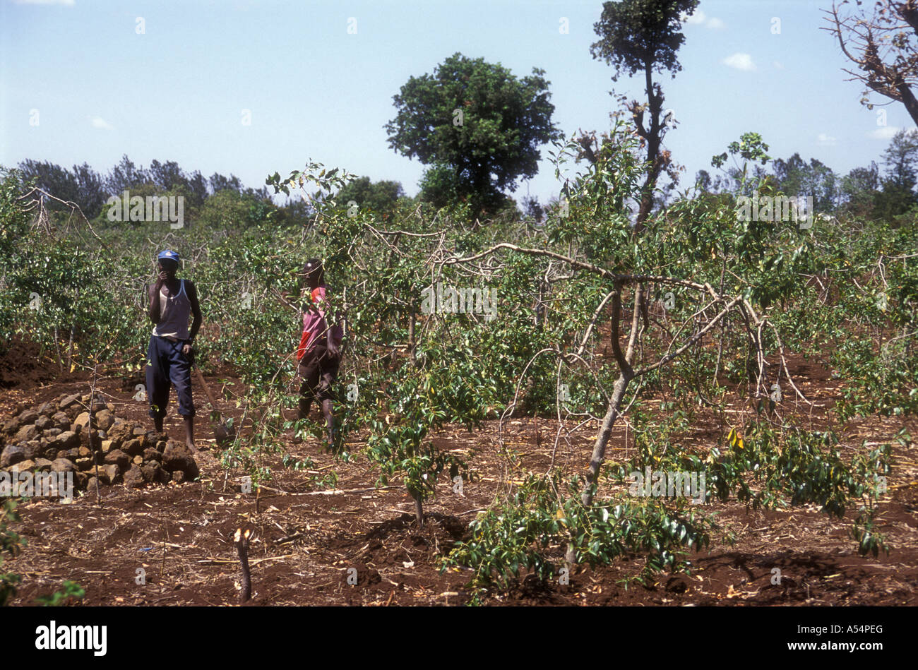 Shamba oder kleinen Bauernhof, wo Menschen Sträucher für das Kraut Miraa oder Khat in Meru District Kenia in Ostafrika wachsen Stockfoto