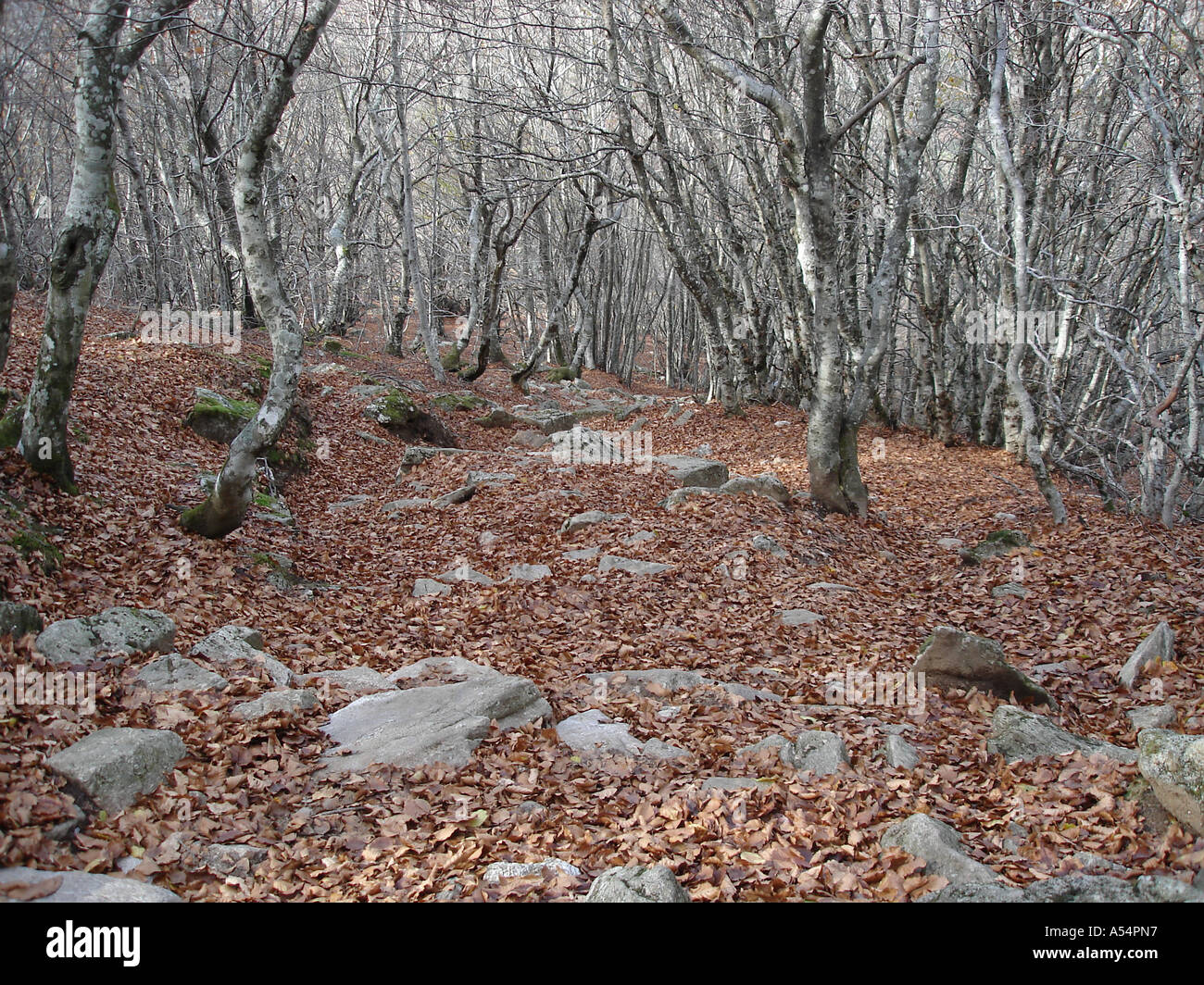 Herbst in den Hügeln von Haut-Languedoc Stockfoto