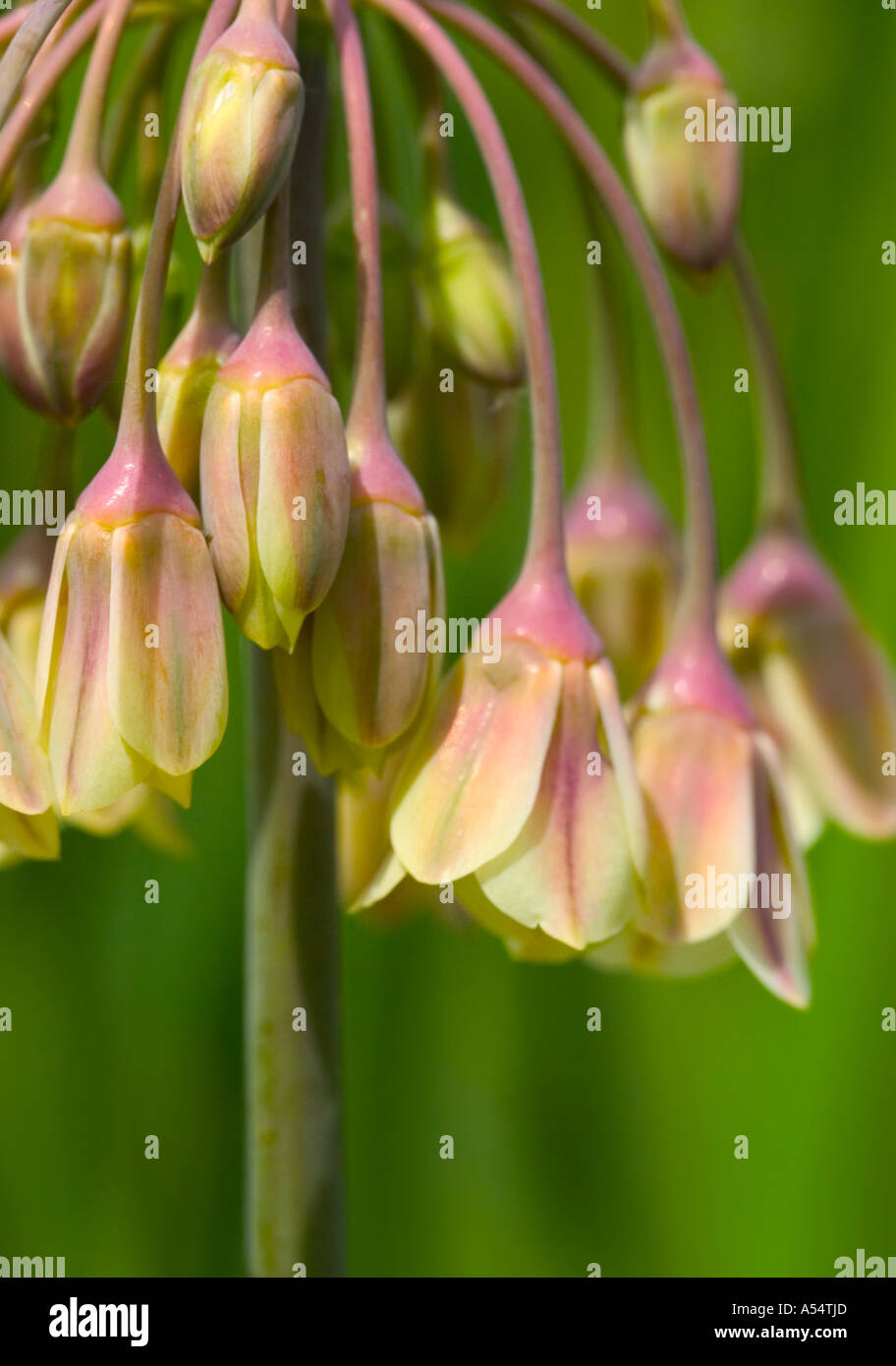 Eine Nahaufnahme von Allium 'Siculum"Bell geformte Blüten. Stockfoto