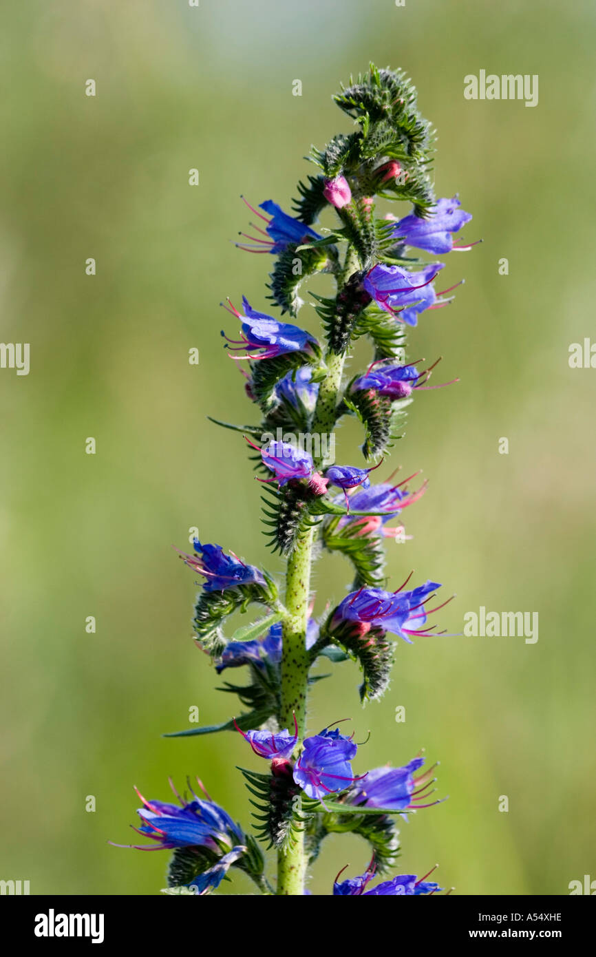 Blume des Viper's Bugloss Echium Vulgare Deutschland Stockfoto