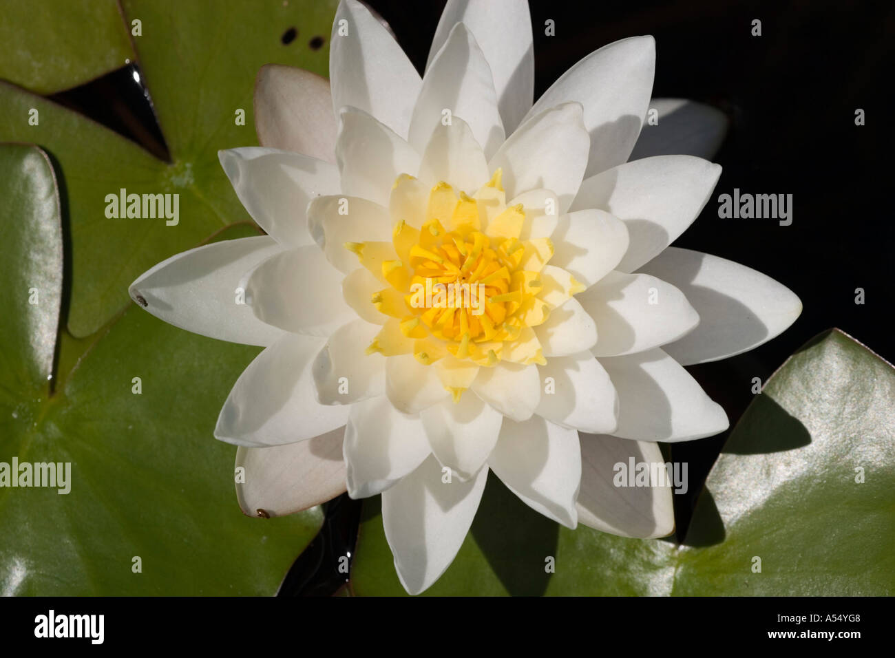 Seerose Seerose Nymphaea alba Stockfoto