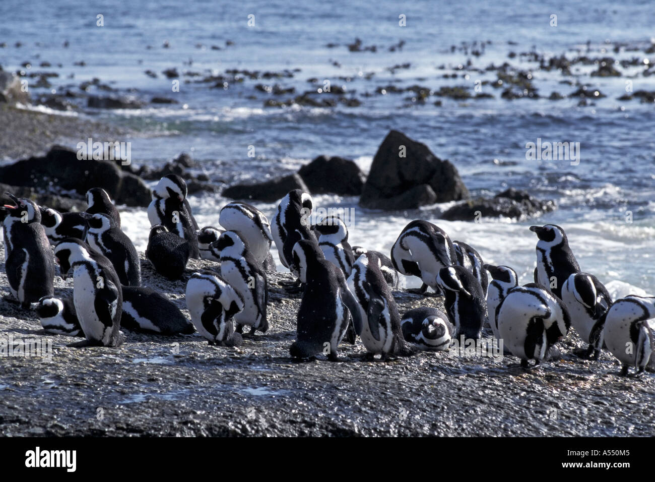 Pinguine am Boulders Beach in Simonstown Südafrika Stockfoto