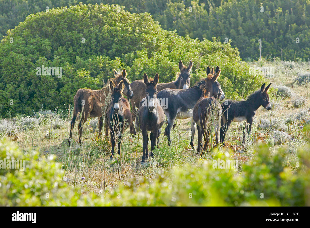 Gruppe von wilden Eseln auf der Halbinsel Karpas, Nord-Zypern Stockfoto