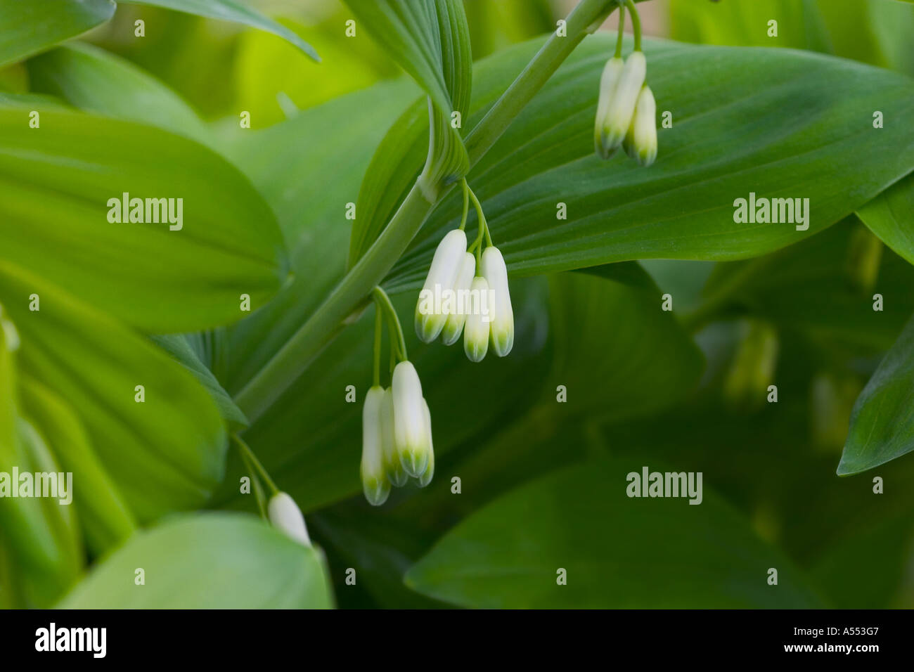 Die Heilpflanze Dichtung Solomons im Blume mit dunkelgrünem Laub. Stockfoto