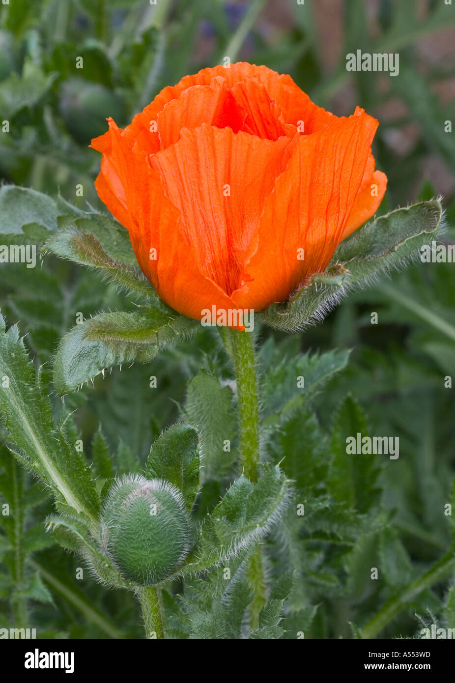 GEMEINSAMER NAME: Mohn - Oriental LATIN NAME: Papaver Orientale Stockfoto