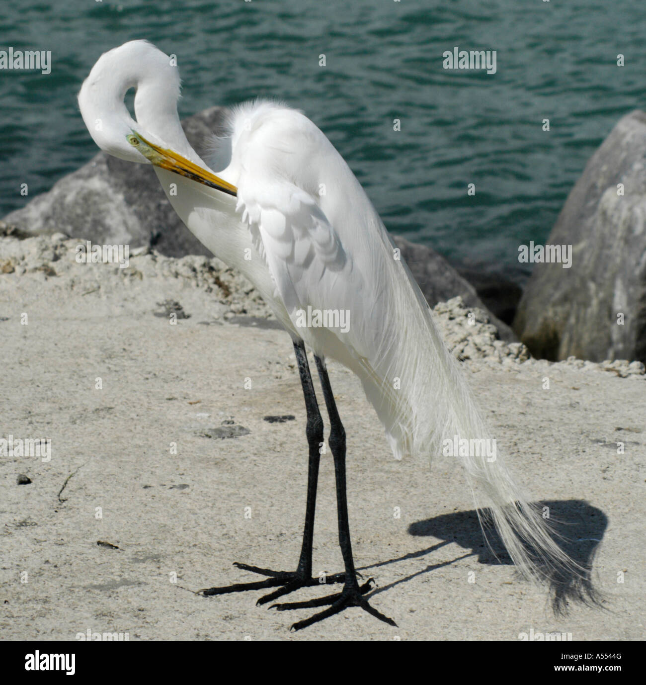 Silberreiher (Ardea Alba) putzen Stockfoto