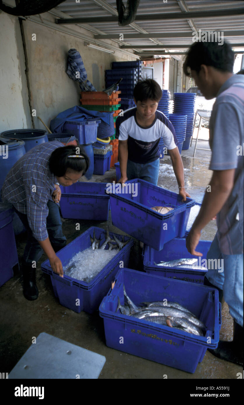 Painet ip2763 9339 Thailand burmesische Flüchtlinge Verpackung Fisch Phuket Land entwickeln Nation weniger ökonomisch entwickelt Stockfoto