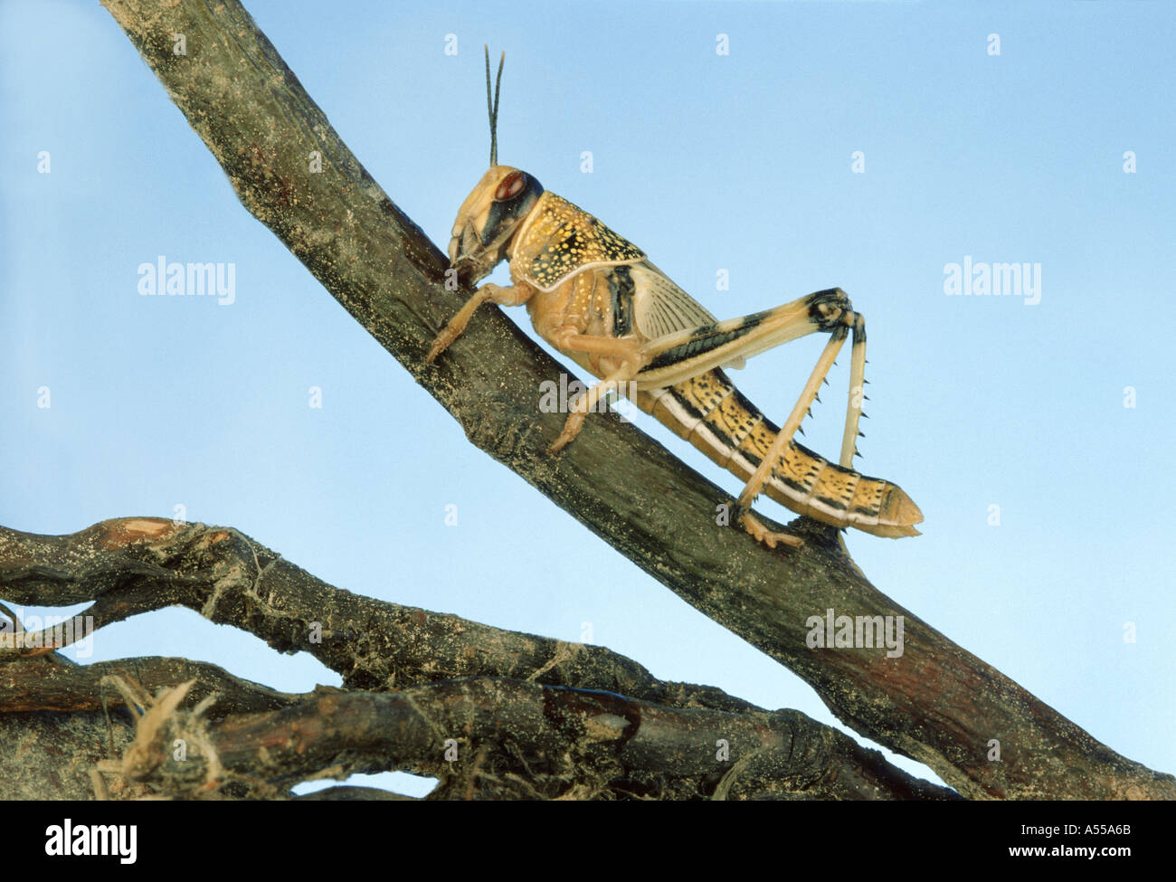 GRASSHOPPER SITTING ON von Stückholz Wanderer zu Fuß Heuschrecke Afrika Stockfoto